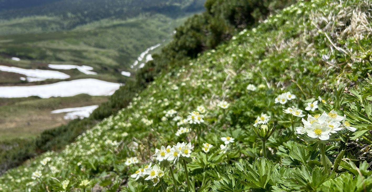 山びこ花年表のイメージ