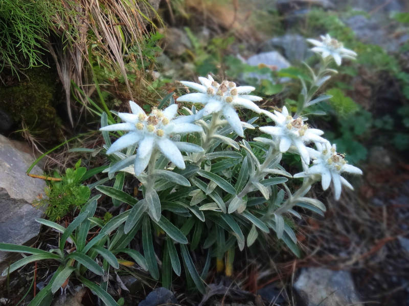 季節の花も登山の楽しみ
